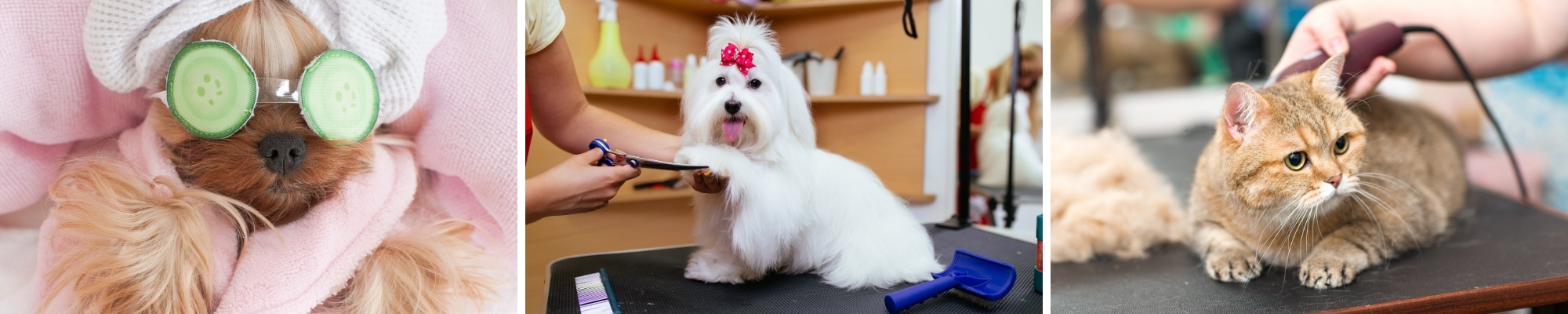 Pet Grooming Business Financing